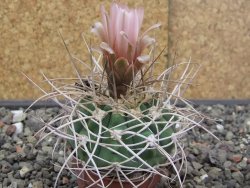 Gymnocalycium mazanense polycephalum VS 46 Cuipan 5,5 cm květináč - 12414652