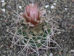 Gymnocalycium mazanense polycephalum VS 46 Cuipan 5,5 cm květináč - 12414653