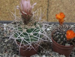 Gymnocalycium mazanense polycephalum VS 46 Cuipan 5,5 cm květináč - 12414654