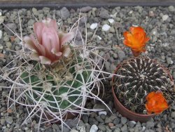 Gymnocalycium mazanense polycephalum VS 46 Cuipan 5,5 cm květináč - 12414655
