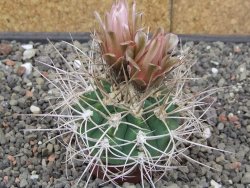 Gymnocalycium mazanense polycephalum VS 46 Cuipan 5,5 cm květináč