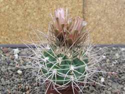 Gymnocalycium mazanense polycephalum VS 46 Cuipan 5,5 cm květináč - 12414657