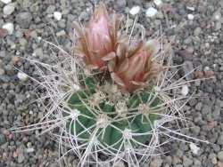 Gymnocalycium mazanense polycephalum VS 46 Cuipan 5,5 cm květináč - 12414658