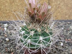 Gymnocalycium mazanense polycephalum VS 46 Cuipan 5,5 cm květináč - 12414659