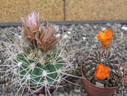 Gymnocalycium mazanense polycephalum VS 46 Cuipan 5,5 cm květináč - 12414660