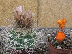 Gymnocalycium mazanense polycephalum VS 46 Cuipan 5,5 cm květináč - 12414661