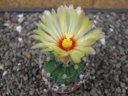 Astrophytum Z Jasenné květináč 5,5 cm