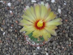 Astrophytum Z Jasenné květináč 5,5 cm - 12414663