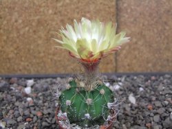 Astrophytum Z Jasenné květináč 5,5 cm - 12414664