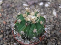 Astrophytum Z Jasenné květináč 5,5 cm - 12414665