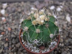 Astrophytum Z Jasenné květináč 5,5 cm - 12414666