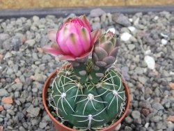 Gymnocalycium denudatum Jan Šuba, 5,5 cm květináč, červený květ