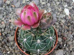 Gymnocalycium denudatum Jan Šuba, 5,5 cm květináč, červený květ - 12414668