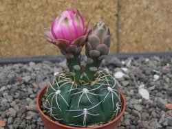 Gymnocalycium denudatum Jan Šuba, 5,5 cm květináč, červený květ - 12414669