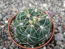 Gymnocalycium denudatum Jan Šuba, 5,5 cm květináč, červený květ - 12414670