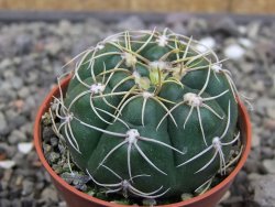 Gymnocalycium denudatum Jan Šuba, 5,5 cm květináč, červený květ - 12414671