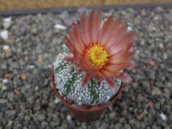 Astrophytum Super Kabuto X red flower akabana červený květ, 5,5 cm květináč