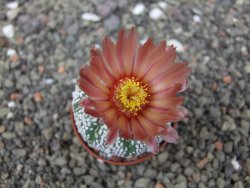 Astrophytum Super Kabuto X red flower akabana červený květ, 5,5 cm květináč - 12414673