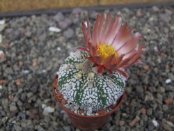 Astrophytum Super Kabuto X red flower akabana červený květ, 5,5 cm květináč - 12414674