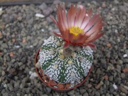 Astrophytum Super Kabuto X red flower akabana červený květ, 5,5 cm květináč - 12414675