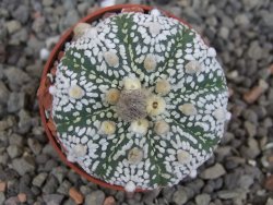 Astrophytum Super Kabuto X red flower akabana červený květ, 5,5 cm květináč - 12414676