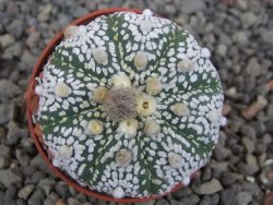 Astrophytum Super Kabuto X red flower akabana červený květ, 5,5 cm květináč - 12414677