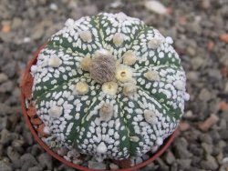Astrophytum Super Kabuto X red flower akabana červený květ, 5,5 cm květináč - 12414678