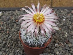 Astrophytum Super Kabuto X red flower akabana červený květ, 5,5 cm květináč - 12414679
