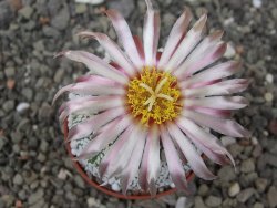 Astrophytum Super Kabuto X red flower akabana červený květ, 5,5 cm květináč