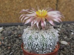 Astrophytum Super Kabuto X red flower akabana červený květ, 5,5 cm květináč - 12414681