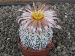 Astrophytum Super Kabuto X red flower akabana červený květ, 5,5 cm květináč - 12414682