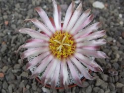 Astrophytum Super Kabuto X red flower akabana červený květ, 5,5 cm květináč - 12414683