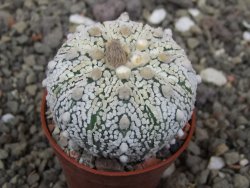 Astrophytum Super Kabuto X red flower akabana červený květ, 5,5 cm květináč - 12414684
