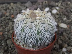 Astrophytum Super Kabuto X red flower akabana červený květ, 5,5 cm květináč - 12414685