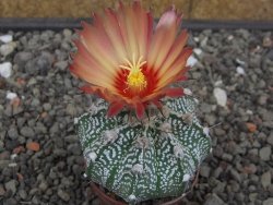 Astrophytum niveum X red flower akabana červený květ, 5,5 cm květináč - 12414693