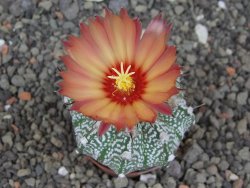 Astrophytum niveum X red flower akabana červený květ, 5,5 cm květináč