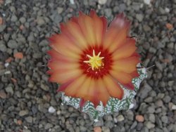 Astrophytum niveum X red flower akabana červený květ, 5,5 cm květináč - 12414695
