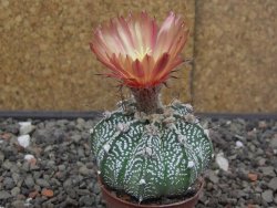 Astrophytum niveum X red flower akabana červený květ, 5,5 cm květináč - 12414696