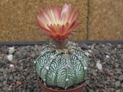 Astrophytum niveum X red flower akabana červený květ, 5,5 cm květináč - 12414697