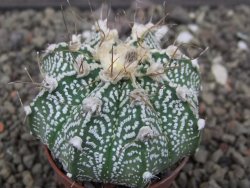 Astrophytum niveum X red flower akabana červený květ, 5,5 cm květináč - 12414698