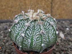 Astrophytum niveum X red flower akabana červený květ, 5,5 cm květináč - 12414699