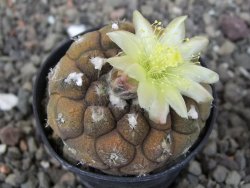 Copiapoa hypogea Lizard skin pot 5,5 cm - 12414709