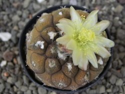 Copiapoa hypogea Lizard skin pot 5,5 cm - 12414710