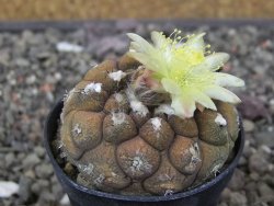 Copiapoa hypogea Lizard skin pot 5,5 cm