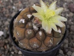Copiapoa hypogea Lizard skin pot 5,5 cm - 12414712