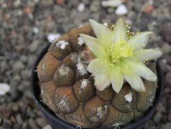 Copiapoa hypogea Lizard skin pot 5,5 cm - 12414713