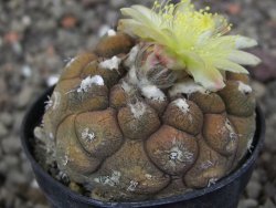 Copiapoa hypogea Lizard skin pot 5,5 cm - 12414714