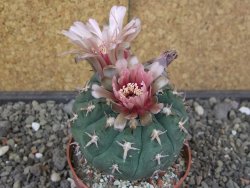 Gymnocalycium spegazzinii unguispinum SL 44b, pot 8,5 cm