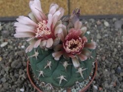 Gymnocalycium spegazzinii unguispinum SL 44b, pot 8,5 cm - 12414719