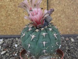 Gymnocalycium spegazzinii unguispinum SL 44b, pot 8,5 cm - 12414720